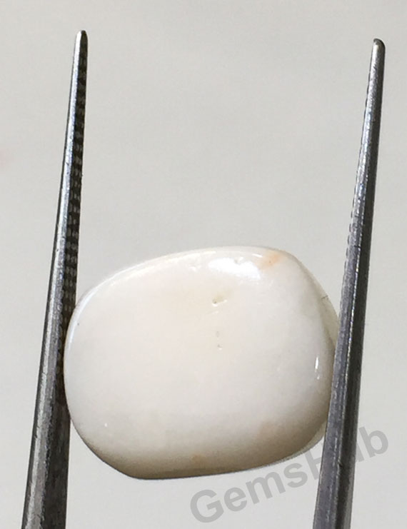 12.50 ratti/11.33 ct Natural Certified  White Coral/सफ़ेद मूंगा
